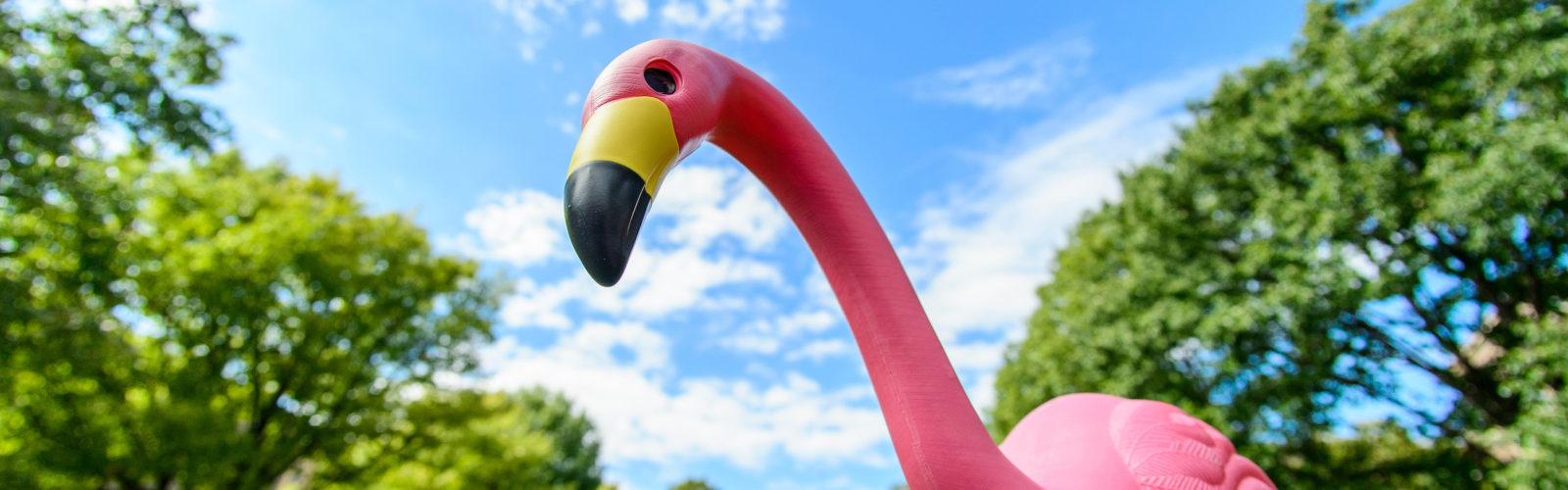 Pink flamingo in front of bascom