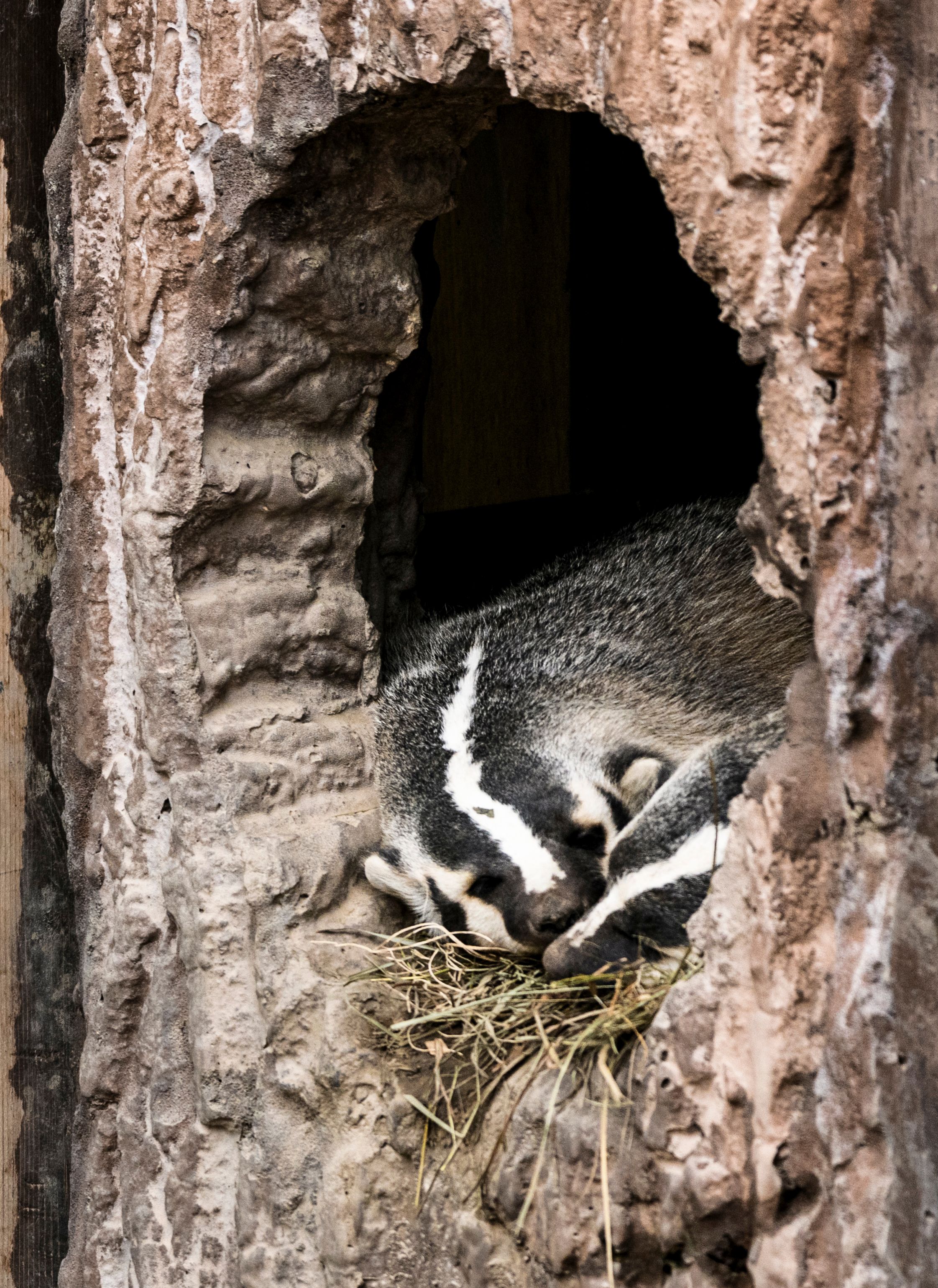 sleeping badgers at vilas zoo
